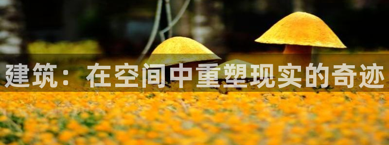 NG体育赛